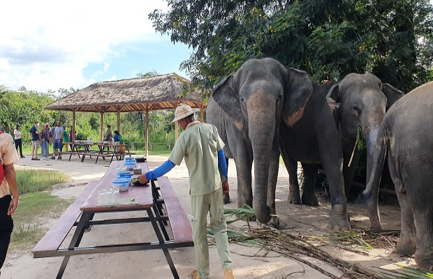 kulen Elephant Forest - Angkor Focus Travel